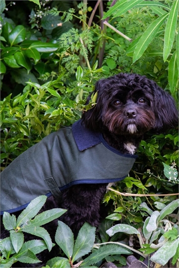 Navy Heathcote & Ivory - Large Waxed Cotton Dog Coat