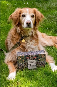 Khaki Heathcote & Ivory - Canine Companion Dog Walkers Kit